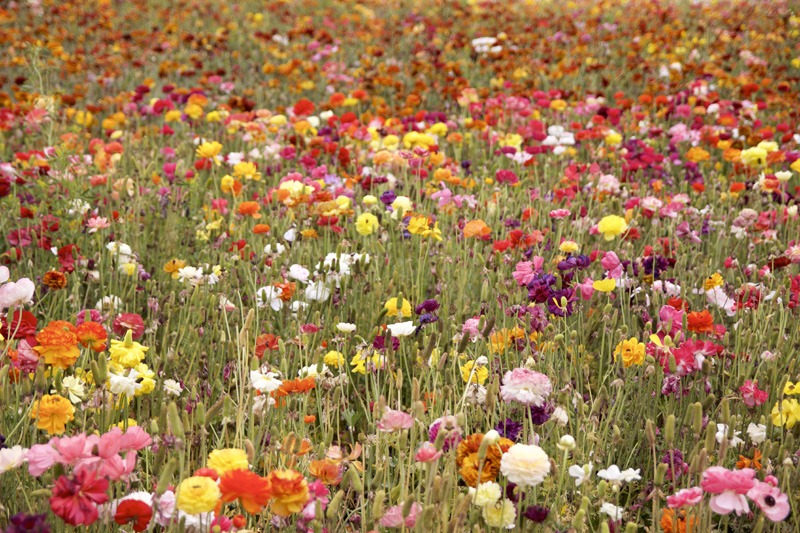 Bloemenveld met diverse soorten bloemen