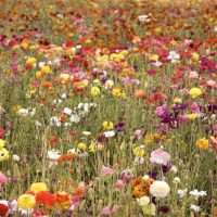 Bloemenveld met diverse soorten bloemen