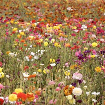 Bloemenveld met diverse soorten bloemen